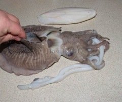 Beaks Mürekkep Balığı Kemiği (Kalamar) Tekli Paket 12 cm